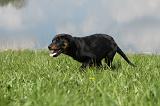 BEAUCERON - PUPPIES 192